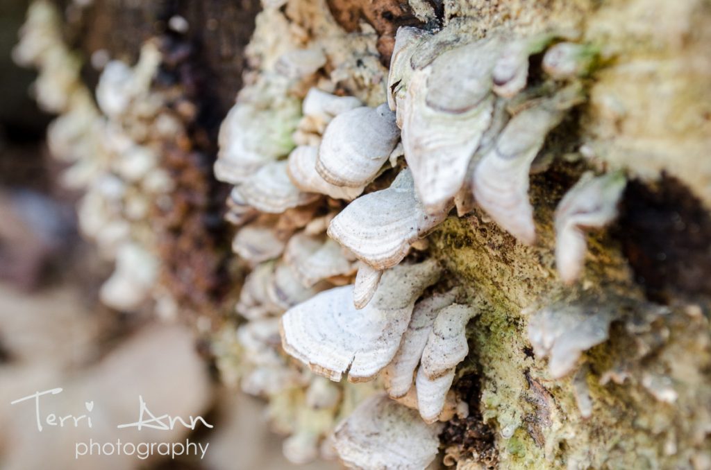 Mushrooms growing on a fallen tree