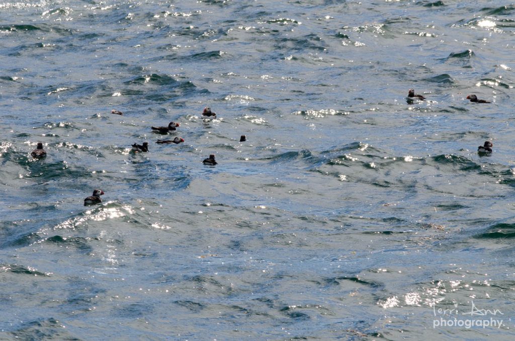 Raft of atlantic puffins